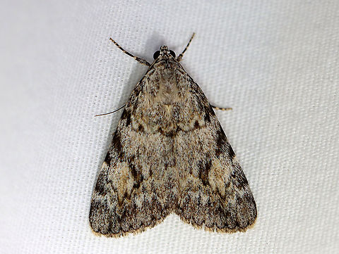 Girlfriend underwing