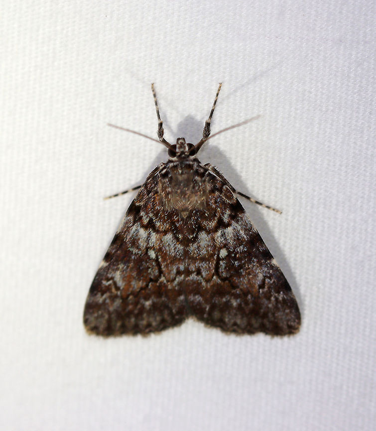 Underwing - Catocala lineella Habitat: Attracted to 365+395 nm LED lights in a semi-rural area<br />
<br />
2021(d) Catocala,Catocala amica-lineella,Catocala lineella,Erebidae,Geotagged,Girlfriend or Little Lined Underwing,Lineella Underwing,Summer,United States,moth,underwing