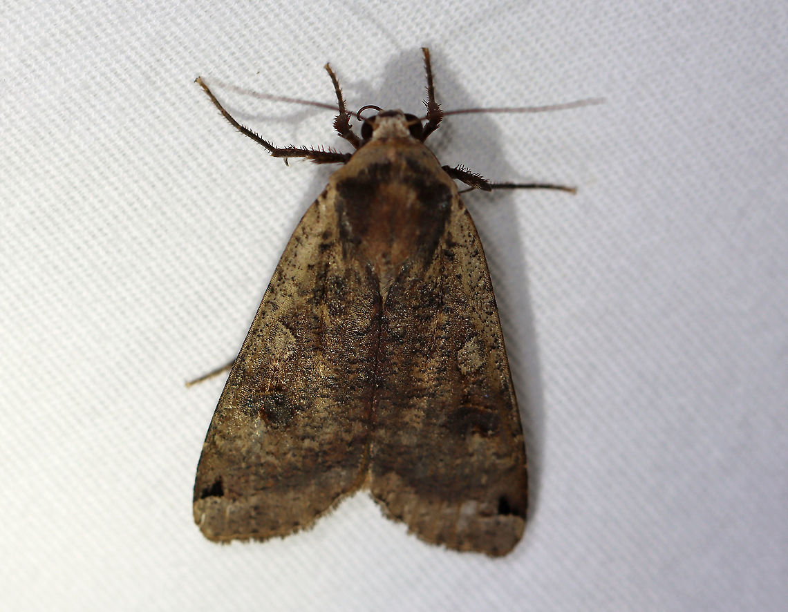 Large Yellow Underwing - Noctua pronuba TL: ~30 mm. FW was dark brown; reniform spot with black scales; black subapical patch. HW is orange with black terminal band. Hosts: Grasses and low plants. Status : Common<br />
<br />
Habitat: Attracted to 365+ 395 nm LED lights in a semi-rural area<br />
<br />
2021(d) Geotagged,Large yellow underwing,Noctua,Noctua pronuba,Noctuidae,Summer,United States,moth,underwing