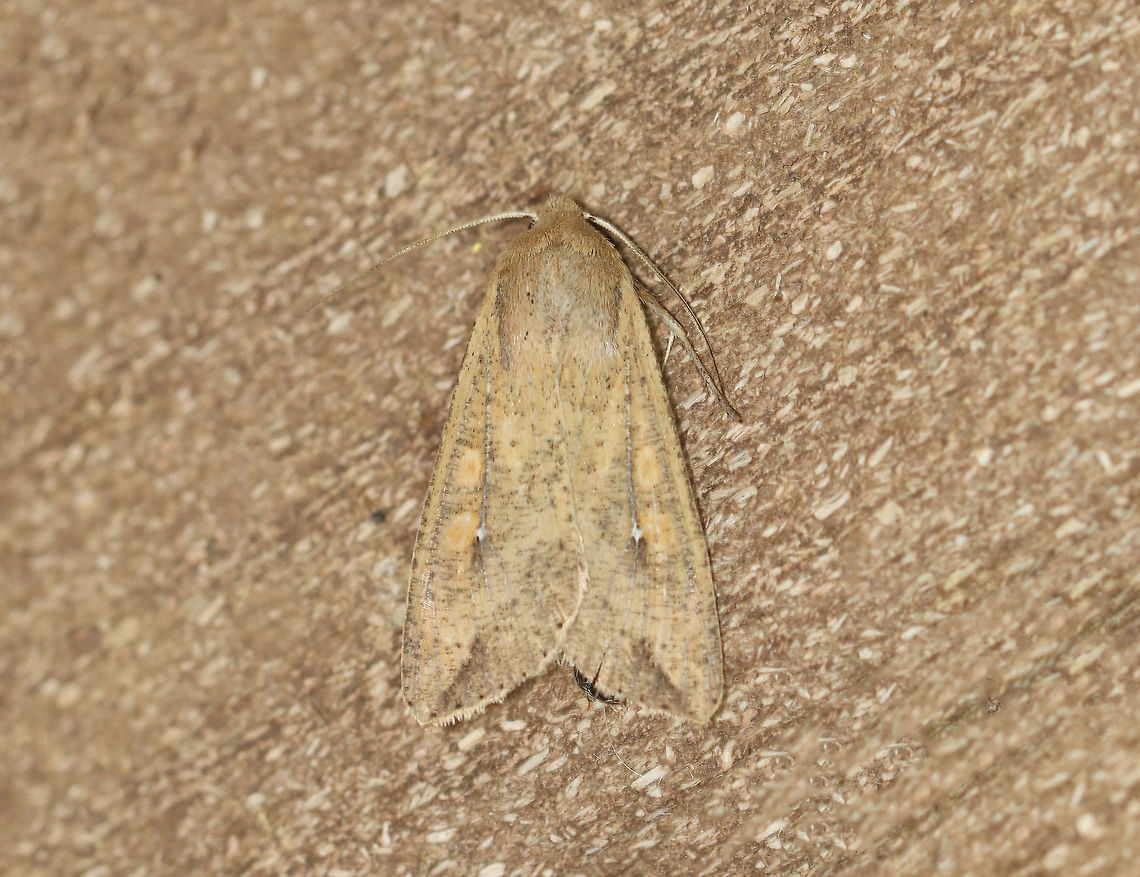 White-Speck Moth - Mythimna unipuncta TL: ~20 mm. FW was orange-brown and was peppered with darker scales; A tiny, white speck touches the inner part of the reniform spot; a thin dark line slants inward from the apex.<br />
<br />
Habitat: Attracted to 365+395 nm LED lights in a semi-rural area<br />
<br />
2021(183)<br />
<br />
 Geotagged,Mythimna,Mythimna unipuncta,Noctuidae,Summer,United States,White-speck,moth