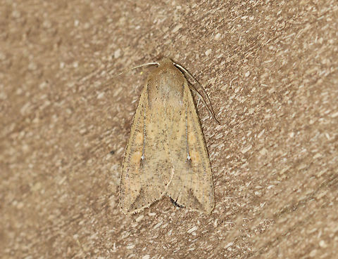 White-Speck Moth - Mythimna unipuncta TL: ~20 mm. FW was orange-brown and was peppered with darker scales; A tiny, white speck touches the inner part of the reniform spot; a thin dark line slants inward from the apex.

Habitat: Attracted to 365+395 nm LED lights in a semi-rural area

2021(183)

 Geotagged,Mythimna,Mythimna unipuncta,Noctuidae,Summer,United States,White-speck,moth