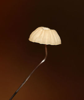 Marasmius capillaris Caps smooth, pleated, and with a central depression; stem was less than 1 mm thick and wiry.

Habitat: Growing in clusters on duff; deciduous forest
https://www.jungledragon.com/image/120480/marasmius_capillaris.html
https://www.jungledragon.com/image/120482/marasmius_capillaris.html
https://www.jungledragon.com/image/120481/marasmius_capillaris.html Fall,Geotagged,Marasmius capillaris,United States