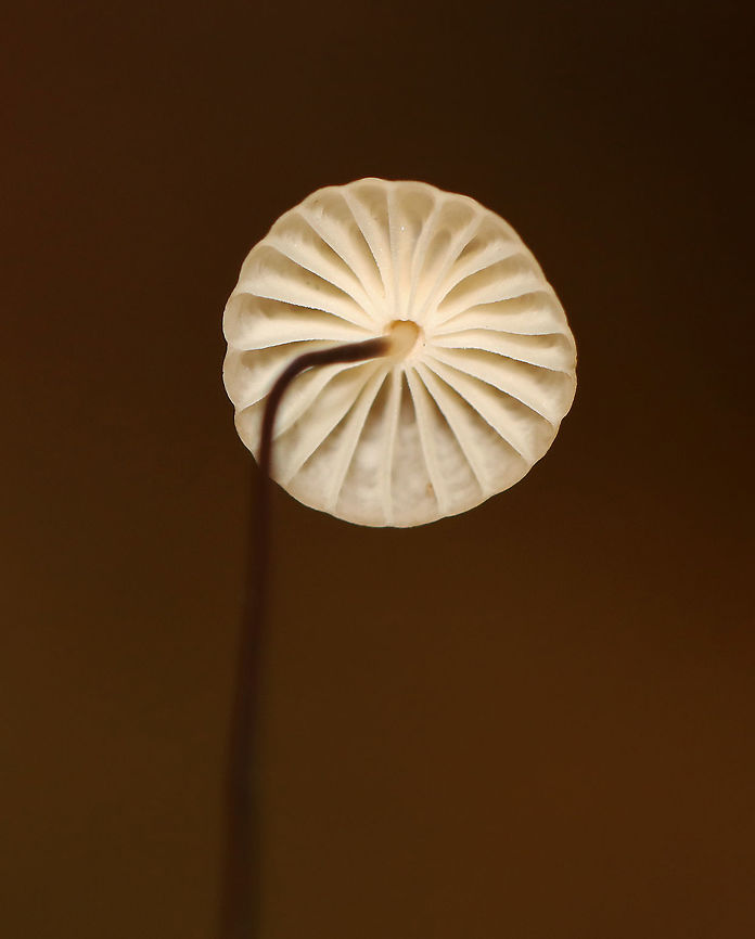 Marasmius capillaris Caps smooth, pleated, and with a central depression; stem was less than 1 mm thick and wiry.<br />
<br />
Habitat: Growing in clusters on duff; deciduous forest<br />
<figure class="photo"><a href="https://www.jungledragon.com/image/120480/marasmius_capillaris.html" title="Marasmius capillaris"><img src="https://s3.amazonaws.com/media.jungledragon.com/images/3232/120480_thumb.jpg?AWSAccessKeyId=05GMT0V3GWVNE7GGM1R2&Expires=1759968010&Signature=x1EzHAqenH1MQe%2Fut7y3j1eQKm8%3D" width="130" height="152" alt="Marasmius capillaris Caps smooth, pleated, and with a central depression; stem was less than 1 mm thick and wiry.<br />
<br />
Habitat: Growing in clusters on duff; deciduous forest<br />
https://www.jungledragon.com/image/120480/marasmius_capillaris.html<br />
https://www.jungledragon.com/image/120482/marasmius_capillaris.html<br />
https://www.jungledragon.com/image/120481/marasmius_capillaris.html Fall,Geotagged,Marasmius capillaris,United States" /></a></figure><br />
<figure class="photo"><a href="https://www.jungledragon.com/image/120482/marasmius_capillaris.html" title="Marasmius capillaris"><img src="https://s3.amazonaws.com/media.jungledragon.com/images/3232/120482_thumb.jpg?AWSAccessKeyId=05GMT0V3GWVNE7GGM1R2&Expires=1759968010&Signature=wVTXosKrWM2wIC%2BbeLvtserCFwA%3D" width="200" height="198" alt="Marasmius capillaris Caps smooth, pleated, and with a central depression; stem was less than 1 mm thick and wiry.<br />
<br />
Habitat: Growing in clusters on duff; deciduous forest<br />
https://www.jungledragon.com/image/120480/marasmius_capillaris.html<br />
https://www.jungledragon.com/image/120482/marasmius_capillaris.html<br />
https://www.jungledragon.com/image/120481/marasmius_capillaris.html Fall,Geotagged,Marasmius capillaris,United States" /></a></figure><br />
<figure class="photo"><a href="https://www.jungledragon.com/image/120481/marasmius_capillaris.html" title="Marasmius capillaris"><img src="https://s3.amazonaws.com/media.jungledragon.com/images/3232/120481_thumb.jpg?AWSAccessKeyId=05GMT0V3GWVNE7GGM1R2&Expires=1759968010&Signature=ii94NGnAnQjBGP3WonYyDSAEDZ8%3D" width="124" height="152" alt="Marasmius capillaris Caps smooth, pleated, and with a central depression; stem was less than 1 mm thick and wiry.<br />
<br />
Habitat: Growing in clusters on duff; deciduous forest<br />
https://www.jungledragon.com/image/120480/marasmius_capillaris.html<br />
https://www.jungledragon.com/image/120482/marasmius_capillaris.html<br />
https://www.jungledragon.com/image/120481/marasmius_capillaris.html Fall,Geotagged,Marasmius,Marasmius capillaris,United States,fungus,mushroom" /></a></figure> Fall,Geotagged,Marasmius,Marasmius capillaris,United States,fungus,mushroom