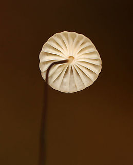 Marasmius capillaris Caps smooth, pleated, and with a central depression; stem was less than 1 mm thick and wiry.

Habitat: Growing in clusters on duff; deciduous forest
https://www.jungledragon.com/image/120480/marasmius_capillaris.html
https://www.jungledragon.com/image/120482/marasmius_capillaris.html
https://www.jungledragon.com/image/120481/marasmius_capillaris.html Fall,Geotagged,Marasmius,Marasmius capillaris,United States,fungus,mushroom