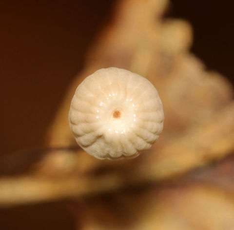 Marasmius capillaris Caps smooth, pleated, and with a central depression; stem was less than 1 mm thick and wiry.

Habitat: Growing in clusters on duff; deciduous forest
https://www.jungledragon.com/image/120480/marasmius_capillaris.html
https://www.jungledragon.com/image/120482/marasmius_capillaris.html
https://www.jungledragon.com/image/120481/marasmius_capillaris.html Fall,Geotagged,Marasmius capillaris,United States