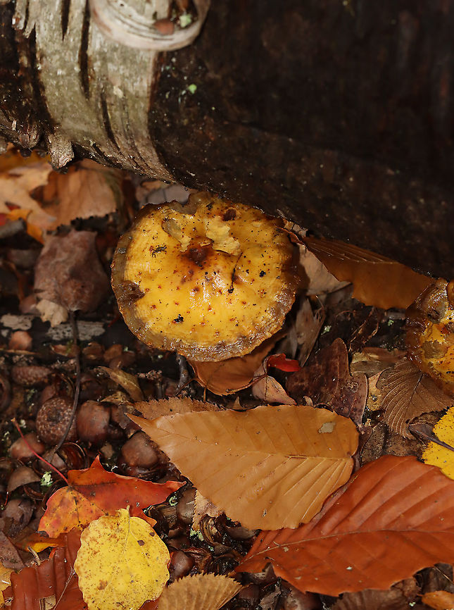Mushroom - Pholiota sp. Habitat: Growing out from under a birch log; deciduous forest<br />
<figure class="photo"><a href="https://www.jungledragon.com/image/120519/mushroom_-_pholiota_sp.html" title="Mushroom - Pholiota sp."><img src="https://s3.amazonaws.com/media.jungledragon.com/images/3232/120519_thumb.jpg?AWSAccessKeyId=05GMT0V3GWVNE7GGM1R2&Expires=1769040010&Signature=qBwzuDfDvdoUfa1e0ePGpbRTX4g%3D" width="200" height="134" alt="Mushroom - Pholiota sp. Habitat: Growing out from under a birch log; deciduous forest<br />
https://www.jungledragon.com/image/120517/mushroom_-_pholiota_sp.html Fall,Geotagged,Pholiota,United States,fungus,mushroom" /></a></figure> Fall,Geotagged,Pholiota,United States,fungus,mushroom