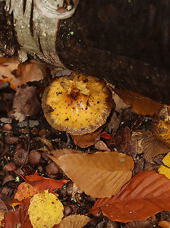 Mushroom - Pholiota sp. Habitat: Growing out from under a birch log; deciduous forest
https://www.jungledragon.com/image/120519/mushroom_-_pholiota_sp.html Fall,Geotagged,Pholiota,United States,fungus,mushroom