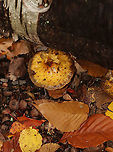 Mushroom - Pholiota sp. Habitat: Growing out from under a birch log; deciduous forest<br />
https://www.jungledragon.com/image/120519/mushroom_-_pholiota_sp.html Fall,Geotagged,Pholiota,United States,fungus,mushroom