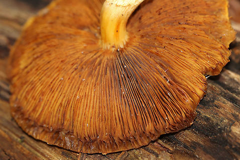 Mushroom - Pholiota sp. Habitat: Growing out from under a birch log; deciduous forest
https://www.jungledragon.com/image/120517/mushroom_-_pholiota_sp.html Fall,Geotagged,Pholiota,United States,fungus,mushroom