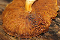 Mushroom - Pholiota sp. Habitat: Growing out from under a birch log; deciduous forest<br />
https://www.jungledragon.com/image/120517/mushroom_-_pholiota_sp.html Fall,Geotagged,Pholiota,United States,fungus,mushroom