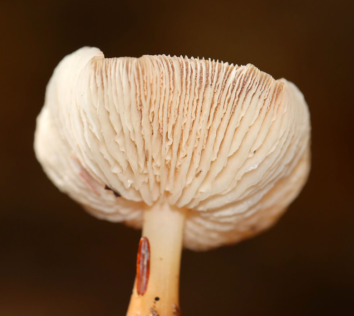 Mushroom - Rhodocollybia butyracea?? Maybe Rhodocollybia butyracea? <br />
<br />
Habitat: Mixed forest; growing on the ground<br />
<figure class="photo"><a href="https://www.jungledragon.com/image/120523/mushroom_-_rhodocollybia_butyracea.html" title="Mushroom - Rhodocollybia butyracea??"><img src="https://s3.amazonaws.com/media.jungledragon.com/images/3232/120523_thumb.jpg?AWSAccessKeyId=05GMT0V3GWVNE7GGM1R2&Expires=1759968010&Signature=c22fj7SWkuqSkQu2qjke9BhngNM%3D" width="200" height="180" alt="Mushroom - Rhodocollybia butyracea?? Maybe Rhodocollybia butyracea? <br />
<br />
Habitat: Mixed forest; growing on the ground<br />
https://www.jungledragon.com/image/120523/mushroom_-_rhodocollybia_butyracea.html<br />
https://www.jungledragon.com/image/120526/mushroom_-_rhodocollybia_butyracea.html<br />
https://www.jungledragon.com/image/120525/mushroom_-_rhodocollybia_butyracea.html<br />
https://www.jungledragon.com/image/120524/mushroom_-_rhodocollybia_butyracea.html Agaricaceae,Buttery Collybia,Fall,Geotagged,Rhodocollybia,Rhodocollybia butyracea,United States,mushroom" /></a></figure><br />
<figure class="photo"><a href="https://www.jungledragon.com/image/120526/mushroom_-_rhodocollybia_butyracea.html" title="Mushroom - Rhodocollybia butyracea??"><img src="https://s3.amazonaws.com/media.jungledragon.com/images/3232/120526_thumb.jpg?AWSAccessKeyId=05GMT0V3GWVNE7GGM1R2&Expires=1759968010&Signature=LCK3Es69wI09XtIgZBVq3Kgn2Y0%3D" width="200" height="130" alt="Mushroom - Rhodocollybia butyracea?? Maybe Rhodocollybia butyracea?<br />
<br />
Habitat: Mixed forest; growing on the ground<br />
https://www.jungledragon.com/image/120523/mushroom_-_rhodocollybia_butyracea.html<br />
https://www.jungledragon.com/image/120526/mushroom_-_rhodocollybia_butyracea.html<br />
https://www.jungledragon.com/image/120525/mushroom_-_rhodocollybia_butyracea.html<br />
https://www.jungledragon.com/image/120524/mushroom_-_rhodocollybia_butyracea.html Buttery Collybia,Fall,Geotagged,Rhodocollybia butyracea,United States" /></a></figure><br />
<figure class="photo"><a href="https://www.jungledragon.com/image/120525/mushroom_-_rhodocollybia_butyracea.html" title="Mushroom - Rhodocollybia butyracea??"><img src="https://s3.amazonaws.com/media.jungledragon.com/images/3232/120525_thumb.jpg?AWSAccessKeyId=05GMT0V3GWVNE7GGM1R2&Expires=1759968010&Signature=7Y4eIPOrZ5227EcVFMVhQ8yGCug%3D" width="200" height="150" alt="Mushroom - Rhodocollybia butyracea?? Maybe Rhodocollybia butyracea?<br />
<br />
Habitat: Mixed forest; growing on the ground<br />
https://www.jungledragon.com/image/120523/mushroom_-_rhodocollybia_butyracea.html<br />
https://www.jungledragon.com/image/120526/mushroom_-_rhodocollybia_butyracea.html<br />
https://www.jungledragon.com/image/120525/mushroom_-_rhodocollybia_butyracea.html<br />
https://www.jungledragon.com/image/120524/mushroom_-_rhodocollybia_butyracea.html Buttery Collybia,Fall,Geotagged,Rhodocollybia butyracea,United States" /></a></figure><br />
<figure class="photo"><a href="https://www.jungledragon.com/image/120524/mushroom_-_rhodocollybia_butyracea.html" title="Mushroom - Rhodocollybia butyracea??"><img src="https://s3.amazonaws.com/media.jungledragon.com/images/3232/120524_thumb.jpg?AWSAccessKeyId=05GMT0V3GWVNE7GGM1R2&Expires=1759968010&Signature=3Ipr2StYH4RXMNHNWz%2FTlgFfvTA%3D" width="200" height="166" alt="Mushroom - Rhodocollybia butyracea?? Maybe Rhodocollybia butyracea?<br />
<br />
Habitat: Mixed forest; growing on the ground<br />
https://www.jungledragon.com/image/120523/mushroom_-_rhodocollybia_butyracea.html<br />
https://www.jungledragon.com/image/120526/mushroom_-_rhodocollybia_butyracea.html<br />
https://www.jungledragon.com/image/120525/mushroom_-_rhodocollybia_butyracea.html<br />
https://www.jungledragon.com/image/120524/mushroom_-_rhodocollybia_butyracea.html Buttery Collybia,Fall,Geotagged,Rhodocollybia butyracea,United States" /></a></figure> Agaricaceae,Buttery Collybia,Fall,Geotagged,Rhodocollybia,Rhodocollybia butyracea,United States,mushroom