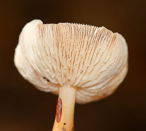 Mushroom - Rhodocollybia butyracea?? Maybe Rhodocollybia butyracea? 

Habitat: Mixed forest; growing on the ground
https://www.jungledragon.com/image/120523/mushroom_-_rhodocollybia_butyracea.html
https://www.jungledragon.com/image/120526/mushroom_-_rhodocollybia_butyracea.html
https://www.jungledragon.com/image/120525/mushroom_-_rhodocollybia_butyracea.html
https://www.jungledragon.com/image/120524/mushroom_-_rhodocollybia_butyracea.html Agaricaceae,Buttery Collybia,Fall,Geotagged,Rhodocollybia,Rhodocollybia butyracea,United States,mushroom