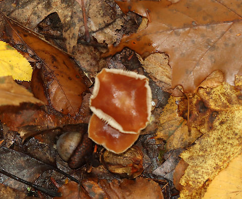 Mushroom - Rhodocollybia butyracea?? Maybe Rhodocollybia butyracea?

Habitat: Mixed forest; growing on the ground
https://www.jungledragon.com/image/120523/mushroom_-_rhodocollybia_butyracea.html
https://www.jungledragon.com/image/120526/mushroom_-_rhodocollybia_butyracea.html
https://www.jungledragon.com/image/120525/mushroom_-_rhodocollybia_butyracea.html
https://www.jungledragon.com/image/120524/mushroom_-_rhodocollybia_butyracea.html Buttery Collybia,Fall,Geotagged,Rhodocollybia butyracea,United States