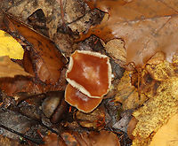 Mushroom - Rhodocollybia butyracea?? Maybe Rhodocollybia butyracea?<br />
<br />
Habitat: Mixed forest; growing on the ground<br />
https://www.jungledragon.com/image/120523/mushroom_-_rhodocollybia_butyracea.html<br />
https://www.jungledragon.com/image/120526/mushroom_-_rhodocollybia_butyracea.html<br />
https://www.jungledragon.com/image/120525/mushroom_-_rhodocollybia_butyracea.html<br />
https://www.jungledragon.com/image/120524/mushroom_-_rhodocollybia_butyracea.html Buttery Collybia,Fall,Geotagged,Rhodocollybia butyracea,United States