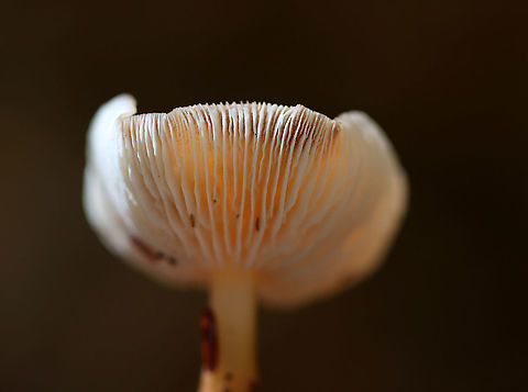 Mushroom - Rhodocollybia butyracea?? Maybe Rhodocollybia butyracea?

Habitat: Mixed forest; growing on the ground
https://www.jungledragon.com/image/120523/mushroom_-_rhodocollybia_butyracea.html
https://www.jungledragon.com/image/120526/mushroom_-_rhodocollybia_butyracea.html
https://www.jungledragon.com/image/120525/mushroom_-_rhodocollybia_butyracea.html
https://www.jungledragon.com/image/120524/mushroom_-_rhodocollybia_butyracea.html Buttery Collybia,Fall,Geotagged,Rhodocollybia butyracea,United States