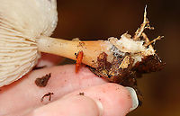 Mushroom - Rhodocollybia butyracea?? Maybe Rhodocollybia butyracea?<br />
<br />
Habitat: Mixed forest; growing on the ground<br />
https://www.jungledragon.com/image/120523/mushroom_-_rhodocollybia_butyracea.html<br />
https://www.jungledragon.com/image/120526/mushroom_-_rhodocollybia_butyracea.html<br />
https://www.jungledragon.com/image/120525/mushroom_-_rhodocollybia_butyracea.html<br />
https://www.jungledragon.com/image/120524/mushroom_-_rhodocollybia_butyracea.html Buttery Collybia,Fall,Geotagged,Rhodocollybia butyracea,United States
