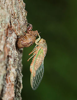 Cicada - Neotibicen sp. This adult cicada must have recently emerged. It was still clinging to its nymphal exuvia and had yet to sclerotize. 

Habitat: Mostly coniferous, mesic forest/bog edge
https://www.jungledragon.com/image/120544/cicada_-_neotibicen_sp.html Cicada,Geotagged,Neotibicen,Summer,United States,ecdysis
