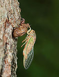 Cicada - Neotibicen sp. This adult cicada must have recently emerged. It was still clinging to its nymphal exuvia and had yet to sclerotize. <br />
<br />
Habitat: Mostly coniferous, mesic forest/bog edge<br />
https://www.jungledragon.com/image/120544/cicada_-_neotibicen_sp.html Cicada,Geotagged,Neotibicen,Summer,United States,ecdysis