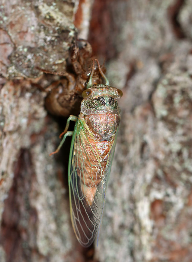 Cicada - Neotibicen sp. This adult cicada must have recently emerged. It was still clinging to its nymphal exuvia and had yet to sclerotize.<br />
<br />
Habitat: Mostly coniferous, mesic forest/bog edge<br />
<figure class="photo"><a href="https://www.jungledragon.com/image/120543/cicada_-_neotibicen_sp.html" title="Cicada - Neotibicen sp."><img src="https://s3.amazonaws.com/media.jungledragon.com/images/3232/120543_thumb.jpg?AWSAccessKeyId=05GMT0V3GWVNE7GGM1R2&Expires=1759968010&Signature=GTkBMt9W%2FEnS0BI6TJczCI5SQuc%3D" width="118" height="152" alt="Cicada - Neotibicen sp. This adult cicada must have recently emerged. It was still clinging to its nymphal exuvia and had yet to sclerotize. <br />
<br />
Habitat: Mostly coniferous, mesic forest/bog edge<br />
https://www.jungledragon.com/image/120544/cicada_-_neotibicen_sp.html Cicada,Geotagged,Neotibicen,Summer,United States,ecdysis" /></a></figure> Geotagged,Summer,United States