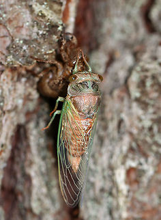 Cicada - Neotibicen sp. This adult cicada must have recently emerged. It was still clinging to its nymphal exuvia and had yet to sclerotize.

Habitat: Mostly coniferous, mesic forest/bog edge
https://www.jungledragon.com/image/120543/cicada_-_neotibicen_sp.html Geotagged,Summer,United States