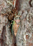 Cicada - Neotibicen sp. This adult cicada must have recently emerged. It was still clinging to its nymphal exuvia and had yet to sclerotize.<br />
<br />
Habitat: Mostly coniferous, mesic forest/bog edge<br />
https://www.jungledragon.com/image/120543/cicada_-_neotibicen_sp.html Geotagged,Summer,United States