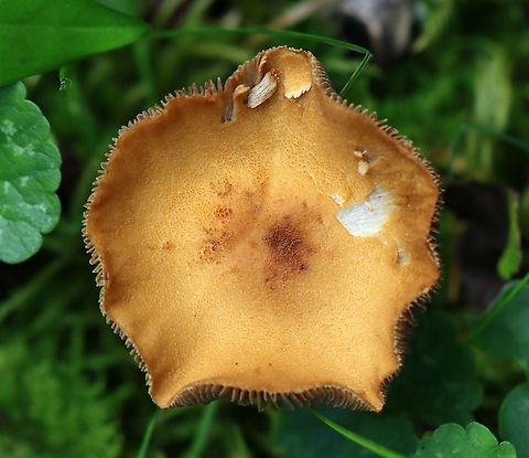 Mushroom - Agaricales, maybe Cortinarius sp. Habitat: Growing in a shady, grassy spot along the edge of a mixed, mesic forest.
https://www.jungledragon.com/image/120549/mushroom_-_agaricales_maybe_cortinarius_sp.html
https://www.jungledragon.com/image/120548/mushroom_-_agaricales_maybe_cortinarius_sp.html
https://www.jungledragon.com/image/120547/mushroom_-_agaricales_maybe_cortinarius_sp.html
https://www.jungledragon.com/image/120546/mushroom_-_agaricales_maybe_cortinarius_sp.html
https://www.jungledragon.com/image/120545/mushroom_-_agaricales_maybe_cortinarius_sp.html Agaricales,Geotagged,Summer,United States,fungus,mushroom
