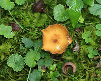 Mushroom - Agaricales, maybe Cortinarius sp. Habitat: Growing in a shady, grassy spot along the edge of a mixed, mesic forest.<br />
https://www.jungledragon.com/image/120549/mushroom_-_agaricales_maybe_cortinarius_sp.html<br />
https://www.jungledragon.com/image/120548/mushroom_-_agaricales_maybe_cortinarius_sp.html<br />
https://www.jungledragon.com/image/120547/mushroom_-_agaricales_maybe_cortinarius_sp.html<br />
https://www.jungledragon.com/image/120546/mushroom_-_agaricales_maybe_cortinarius_sp.html<br />
https://www.jungledragon.com/image/120545/mushroom_-_agaricales_maybe_cortinarius_sp.html Geotagged,Summer,United States