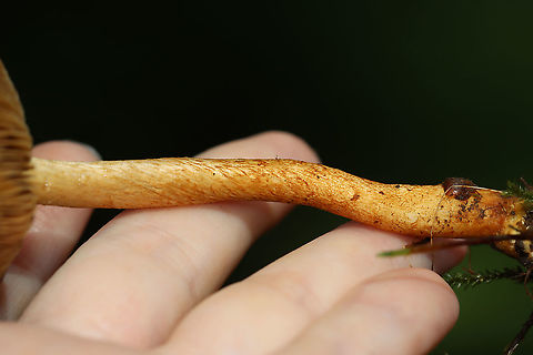 Mushroom - Agaricales, maybe Cortinarius sp. Habitat: Growing in a shady, grassy spot along the edge of a mixed, mesic forest.
https://www.jungledragon.com/image/120549/mushroom_-_agaricales_maybe_cortinarius_sp.html
https://www.jungledragon.com/image/120548/mushroom_-_agaricales_maybe_cortinarius_sp.html
https://www.jungledragon.com/image/120547/mushroom_-_agaricales_maybe_cortinarius_sp.html
https://www.jungledragon.com/image/120546/mushroom_-_agaricales_maybe_cortinarius_sp.html
https://www.jungledragon.com/image/120545/mushroom_-_agaricales_maybe_cortinarius_sp.html Geotagged,Summer,United States
