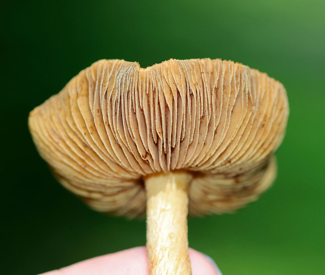 Mushroom - Agaricales, maybe Cortinarius sp. Habitat: Growing in a shady, grassy spot along the edge of a mixed, mesic forest.<br />
<figure class="photo"><a href="https://www.jungledragon.com/image/120549/mushroom_-_agaricales_maybe_cortinarius_sp.html" title="Mushroom - Agaricales, maybe Cortinarius sp."><img src="https://s3.amazonaws.com/media.jungledragon.com/images/3232/120549_thumb.jpg?AWSAccessKeyId=05GMT0V3GWVNE7GGM1R2&Expires=1759968010&Signature=3xMt7%2B1uoAu7AIMS9c8SsvhMJSg%3D" width="200" height="152" alt="Mushroom - Agaricales, maybe Cortinarius sp. Habitat: Growing in a shady, grassy spot along the edge of a mixed, mesic forest.<br />
https://www.jungledragon.com/image/120549/mushroom_-_agaricales_maybe_cortinarius_sp.html<br />
https://www.jungledragon.com/image/120548/mushroom_-_agaricales_maybe_cortinarius_sp.html<br />
https://www.jungledragon.com/image/120547/mushroom_-_agaricales_maybe_cortinarius_sp.html<br />
https://www.jungledragon.com/image/120546/mushroom_-_agaricales_maybe_cortinarius_sp.html<br />
https://www.jungledragon.com/image/120545/mushroom_-_agaricales_maybe_cortinarius_sp.html Geotagged,Summer,United States" /></a></figure><br />
<figure class="photo"><a href="https://www.jungledragon.com/image/120548/mushroom_-_agaricales_maybe_cortinarius_sp.html" title="Mushroom - Agaricales, maybe Cortinarius sp."><img src="https://s3.amazonaws.com/media.jungledragon.com/images/3232/120548_thumb.jpg?AWSAccessKeyId=05GMT0V3GWVNE7GGM1R2&Expires=1759968010&Signature=wnq16XPpR4tsUaV2K8zcNkSmMNs%3D" width="200" height="170" alt="Mushroom - Agaricales, maybe Cortinarius sp. Habitat: Growing in a shady, grassy spot along the edge of a mixed, mesic forest.<br />
https://www.jungledragon.com/image/120549/mushroom_-_agaricales_maybe_cortinarius_sp.html<br />
https://www.jungledragon.com/image/120548/mushroom_-_agaricales_maybe_cortinarius_sp.html<br />
https://www.jungledragon.com/image/120547/mushroom_-_agaricales_maybe_cortinarius_sp.html<br />
https://www.jungledragon.com/image/120546/mushroom_-_agaricales_maybe_cortinarius_sp.html<br />
https://www.jungledragon.com/image/120545/mushroom_-_agaricales_maybe_cortinarius_sp.html Geotagged,Summer,United States" /></a></figure><br />
<figure class="photo"><a href="https://www.jungledragon.com/image/120547/mushroom_-_agaricales_maybe_cortinarius_sp.html" title="Mushroom - Agaricales, maybe Cortinarius sp."><img src="https://s3.amazonaws.com/media.jungledragon.com/images/3232/120547_thumb.jpg?AWSAccessKeyId=05GMT0V3GWVNE7GGM1R2&Expires=1759968010&Signature=vetFIf%2BQPbY3d1T7%2FMydsJn6jqY%3D" width="200" height="134" alt="Mushroom - Agaricales, maybe Cortinarius sp. Habitat: Growing in a shady, grassy spot along the edge of a mixed, mesic forest.<br />
https://www.jungledragon.com/image/120549/mushroom_-_agaricales_maybe_cortinarius_sp.html<br />
https://www.jungledragon.com/image/120548/mushroom_-_agaricales_maybe_cortinarius_sp.html<br />
https://www.jungledragon.com/image/120547/mushroom_-_agaricales_maybe_cortinarius_sp.html<br />
https://www.jungledragon.com/image/120546/mushroom_-_agaricales_maybe_cortinarius_sp.html<br />
https://www.jungledragon.com/image/120545/mushroom_-_agaricales_maybe_cortinarius_sp.html Geotagged,Summer,United States" /></a></figure><br />
<figure class="photo"><a href="https://www.jungledragon.com/image/120546/mushroom_-_agaricales_maybe_cortinarius_sp.html" title="Mushroom - Agaricales, maybe Cortinarius sp."><img src="https://s3.amazonaws.com/media.jungledragon.com/images/3232/120546_thumb.jpg?AWSAccessKeyId=05GMT0V3GWVNE7GGM1R2&Expires=1759968010&Signature=7EnDQnJm%2BSZj62qBiCnxI%2BOVY38%3D" width="200" height="162" alt="Mushroom - Agaricales, maybe Cortinarius sp. Habitat: Growing in a shady, grassy spot along the edge of a mixed, mesic forest.<br />
https://www.jungledragon.com/image/120549/mushroom_-_agaricales_maybe_cortinarius_sp.html<br />
https://www.jungledragon.com/image/120548/mushroom_-_agaricales_maybe_cortinarius_sp.html<br />
https://www.jungledragon.com/image/120547/mushroom_-_agaricales_maybe_cortinarius_sp.html<br />
https://www.jungledragon.com/image/120546/mushroom_-_agaricales_maybe_cortinarius_sp.html<br />
https://www.jungledragon.com/image/120545/mushroom_-_agaricales_maybe_cortinarius_sp.html Geotagged,Summer,United States" /></a></figure><br />
<figure class="photo"><a href="https://www.jungledragon.com/image/120545/mushroom_-_agaricales_maybe_cortinarius_sp.html" title="Mushroom - Agaricales, maybe Cortinarius sp."><img src="https://s3.amazonaws.com/media.jungledragon.com/images/3232/120545_thumb.jpg?AWSAccessKeyId=05GMT0V3GWVNE7GGM1R2&Expires=1759968010&Signature=32wRwOXeHfHR8xkGJgemuTvX3OU%3D" width="200" height="174" alt="Mushroom - Agaricales, maybe Cortinarius sp. Habitat: Growing in a shady, grassy spot along the edge of a mixed, mesic forest.<br />
https://www.jungledragon.com/image/120549/mushroom_-_agaricales_maybe_cortinarius_sp.html<br />
https://www.jungledragon.com/image/120548/mushroom_-_agaricales_maybe_cortinarius_sp.html<br />
https://www.jungledragon.com/image/120547/mushroom_-_agaricales_maybe_cortinarius_sp.html<br />
https://www.jungledragon.com/image/120546/mushroom_-_agaricales_maybe_cortinarius_sp.html<br />
https://www.jungledragon.com/image/120545/mushroom_-_agaricales_maybe_cortinarius_sp.html Agaricales,Geotagged,Summer,United States,fungus,mushroom" /></a></figure> Geotagged,Summer,United States