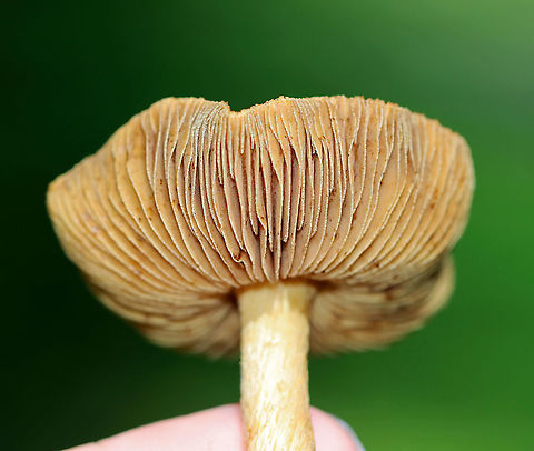 Mushroom - Agaricales, maybe Cortinarius sp. Habitat: Growing in a shady, grassy spot along the edge of a mixed, mesic forest.
https://www.jungledragon.com/image/120549/mushroom_-_agaricales_maybe_cortinarius_sp.html
https://www.jungledragon.com/image/120548/mushroom_-_agaricales_maybe_cortinarius_sp.html
https://www.jungledragon.com/image/120547/mushroom_-_agaricales_maybe_cortinarius_sp.html
https://www.jungledragon.com/image/120546/mushroom_-_agaricales_maybe_cortinarius_sp.html
https://www.jungledragon.com/image/120545/mushroom_-_agaricales_maybe_cortinarius_sp.html Geotagged,Summer,United States
