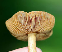 Mushroom - Agaricales, maybe Cortinarius sp. Habitat: Growing in a shady, grassy spot along the edge of a mixed, mesic forest.<br />
https://www.jungledragon.com/image/120549/mushroom_-_agaricales_maybe_cortinarius_sp.html<br />
https://www.jungledragon.com/image/120548/mushroom_-_agaricales_maybe_cortinarius_sp.html<br />
https://www.jungledragon.com/image/120547/mushroom_-_agaricales_maybe_cortinarius_sp.html<br />
https://www.jungledragon.com/image/120546/mushroom_-_agaricales_maybe_cortinarius_sp.html<br />
https://www.jungledragon.com/image/120545/mushroom_-_agaricales_maybe_cortinarius_sp.html Geotagged,Summer,United States