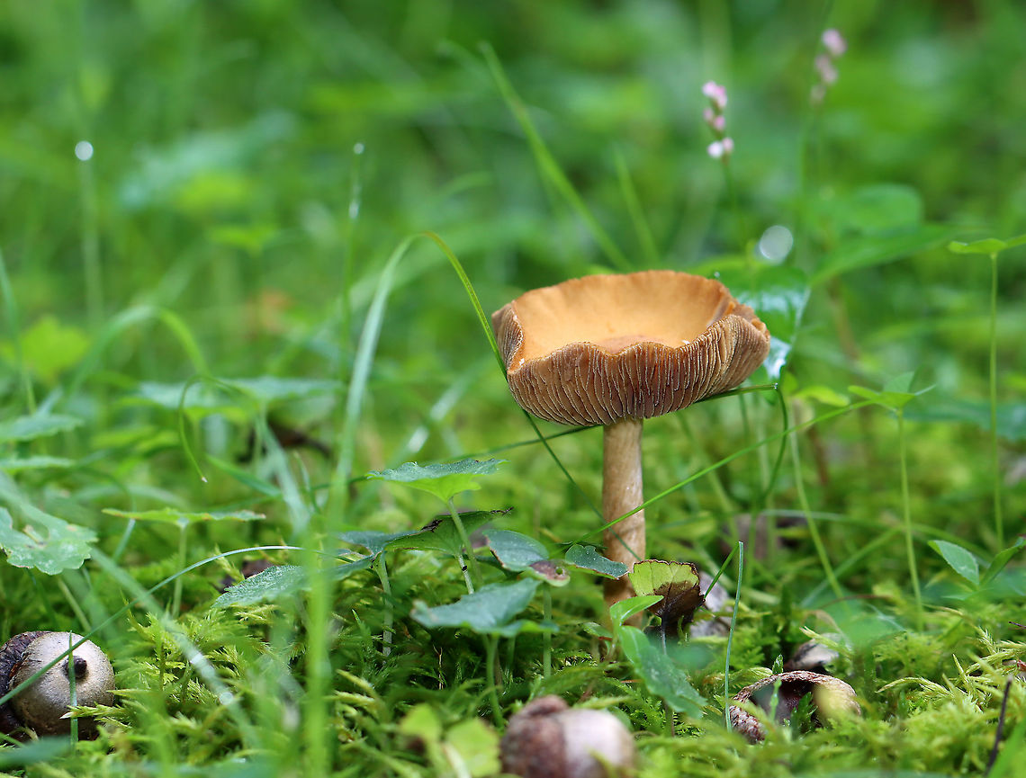 Mushroom - Agaricales, maybe Cortinarius sp. Habitat: Growing in a shady, grassy spot along the edge of a mixed, mesic forest.<br />
<figure class="photo"><a href="https://www.jungledragon.com/image/120549/mushroom_-_agaricales_maybe_cortinarius_sp.html" title="Mushroom - Agaricales, maybe Cortinarius sp."><img src="https://s3.amazonaws.com/media.jungledragon.com/images/3232/120549_thumb.jpg?AWSAccessKeyId=05GMT0V3GWVNE7GGM1R2&Expires=1759968010&Signature=3xMt7%2B1uoAu7AIMS9c8SsvhMJSg%3D" width="200" height="152" alt="Mushroom - Agaricales, maybe Cortinarius sp. Habitat: Growing in a shady, grassy spot along the edge of a mixed, mesic forest.<br />
https://www.jungledragon.com/image/120549/mushroom_-_agaricales_maybe_cortinarius_sp.html<br />
https://www.jungledragon.com/image/120548/mushroom_-_agaricales_maybe_cortinarius_sp.html<br />
https://www.jungledragon.com/image/120547/mushroom_-_agaricales_maybe_cortinarius_sp.html<br />
https://www.jungledragon.com/image/120546/mushroom_-_agaricales_maybe_cortinarius_sp.html<br />
https://www.jungledragon.com/image/120545/mushroom_-_agaricales_maybe_cortinarius_sp.html Geotagged,Summer,United States" /></a></figure><br />
<figure class="photo"><a href="https://www.jungledragon.com/image/120548/mushroom_-_agaricales_maybe_cortinarius_sp.html" title="Mushroom - Agaricales, maybe Cortinarius sp."><img src="https://s3.amazonaws.com/media.jungledragon.com/images/3232/120548_thumb.jpg?AWSAccessKeyId=05GMT0V3GWVNE7GGM1R2&Expires=1759968010&Signature=wnq16XPpR4tsUaV2K8zcNkSmMNs%3D" width="200" height="170" alt="Mushroom - Agaricales, maybe Cortinarius sp. Habitat: Growing in a shady, grassy spot along the edge of a mixed, mesic forest.<br />
https://www.jungledragon.com/image/120549/mushroom_-_agaricales_maybe_cortinarius_sp.html<br />
https://www.jungledragon.com/image/120548/mushroom_-_agaricales_maybe_cortinarius_sp.html<br />
https://www.jungledragon.com/image/120547/mushroom_-_agaricales_maybe_cortinarius_sp.html<br />
https://www.jungledragon.com/image/120546/mushroom_-_agaricales_maybe_cortinarius_sp.html<br />
https://www.jungledragon.com/image/120545/mushroom_-_agaricales_maybe_cortinarius_sp.html Geotagged,Summer,United States" /></a></figure><br />
<figure class="photo"><a href="https://www.jungledragon.com/image/120547/mushroom_-_agaricales_maybe_cortinarius_sp.html" title="Mushroom - Agaricales, maybe Cortinarius sp."><img src="https://s3.amazonaws.com/media.jungledragon.com/images/3232/120547_thumb.jpg?AWSAccessKeyId=05GMT0V3GWVNE7GGM1R2&Expires=1759968010&Signature=vetFIf%2BQPbY3d1T7%2FMydsJn6jqY%3D" width="200" height="134" alt="Mushroom - Agaricales, maybe Cortinarius sp. Habitat: Growing in a shady, grassy spot along the edge of a mixed, mesic forest.<br />
https://www.jungledragon.com/image/120549/mushroom_-_agaricales_maybe_cortinarius_sp.html<br />
https://www.jungledragon.com/image/120548/mushroom_-_agaricales_maybe_cortinarius_sp.html<br />
https://www.jungledragon.com/image/120547/mushroom_-_agaricales_maybe_cortinarius_sp.html<br />
https://www.jungledragon.com/image/120546/mushroom_-_agaricales_maybe_cortinarius_sp.html<br />
https://www.jungledragon.com/image/120545/mushroom_-_agaricales_maybe_cortinarius_sp.html Geotagged,Summer,United States" /></a></figure><br />
<figure class="photo"><a href="https://www.jungledragon.com/image/120546/mushroom_-_agaricales_maybe_cortinarius_sp.html" title="Mushroom - Agaricales, maybe Cortinarius sp."><img src="https://s3.amazonaws.com/media.jungledragon.com/images/3232/120546_thumb.jpg?AWSAccessKeyId=05GMT0V3GWVNE7GGM1R2&Expires=1759968010&Signature=7EnDQnJm%2BSZj62qBiCnxI%2BOVY38%3D" width="200" height="162" alt="Mushroom - Agaricales, maybe Cortinarius sp. Habitat: Growing in a shady, grassy spot along the edge of a mixed, mesic forest.<br />
https://www.jungledragon.com/image/120549/mushroom_-_agaricales_maybe_cortinarius_sp.html<br />
https://www.jungledragon.com/image/120548/mushroom_-_agaricales_maybe_cortinarius_sp.html<br />
https://www.jungledragon.com/image/120547/mushroom_-_agaricales_maybe_cortinarius_sp.html<br />
https://www.jungledragon.com/image/120546/mushroom_-_agaricales_maybe_cortinarius_sp.html<br />
https://www.jungledragon.com/image/120545/mushroom_-_agaricales_maybe_cortinarius_sp.html Geotagged,Summer,United States" /></a></figure><br />
<figure class="photo"><a href="https://www.jungledragon.com/image/120545/mushroom_-_agaricales_maybe_cortinarius_sp.html" title="Mushroom - Agaricales, maybe Cortinarius sp."><img src="https://s3.amazonaws.com/media.jungledragon.com/images/3232/120545_thumb.jpg?AWSAccessKeyId=05GMT0V3GWVNE7GGM1R2&Expires=1759968010&Signature=32wRwOXeHfHR8xkGJgemuTvX3OU%3D" width="200" height="174" alt="Mushroom - Agaricales, maybe Cortinarius sp. Habitat: Growing in a shady, grassy spot along the edge of a mixed, mesic forest.<br />
https://www.jungledragon.com/image/120549/mushroom_-_agaricales_maybe_cortinarius_sp.html<br />
https://www.jungledragon.com/image/120548/mushroom_-_agaricales_maybe_cortinarius_sp.html<br />
https://www.jungledragon.com/image/120547/mushroom_-_agaricales_maybe_cortinarius_sp.html<br />
https://www.jungledragon.com/image/120546/mushroom_-_agaricales_maybe_cortinarius_sp.html<br />
https://www.jungledragon.com/image/120545/mushroom_-_agaricales_maybe_cortinarius_sp.html Agaricales,Geotagged,Summer,United States,fungus,mushroom" /></a></figure> Geotagged,Summer,United States