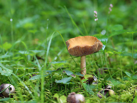 Mushroom - Agaricales, maybe Cortinarius sp. Habitat: Growing in a shady, grassy spot along the edge of a mixed, mesic forest.
https://www.jungledragon.com/image/120549/mushroom_-_agaricales_maybe_cortinarius_sp.html
https://www.jungledragon.com/image/120548/mushroom_-_agaricales_maybe_cortinarius_sp.html
https://www.jungledragon.com/image/120547/mushroom_-_agaricales_maybe_cortinarius_sp.html
https://www.jungledragon.com/image/120546/mushroom_-_agaricales_maybe_cortinarius_sp.html
https://www.jungledragon.com/image/120545/mushroom_-_agaricales_maybe_cortinarius_sp.html Geotagged,Summer,United States