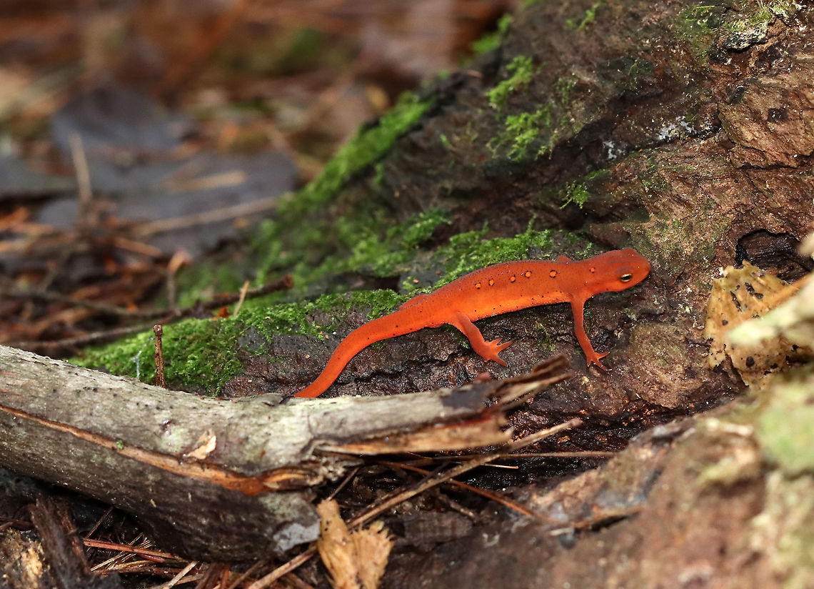 Eastern Newt - Notophthalmus viridescens This salamander was insanely vibrant. I saw it from quite a distance.<br />
<br />
Habitat: Mixed, but mostly coniferous, forest. Eastern newt,Geotagged,Notophthalmus,Notophthalmus viridescens,Summer,United States,newt,salamander