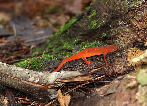 Eastern Newt - Notophthalmus viridescens This salamander was insanely vibrant. I saw it from quite a distance.

Habitat: Mixed, but mostly coniferous, forest. Eastern newt,Geotagged,Notophthalmus,Notophthalmus viridescens,Summer,United States,newt,salamander