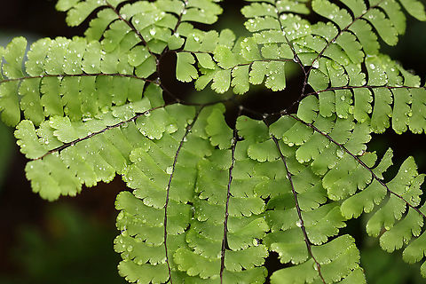 Maidenhair Fern - Adiantum pedatum Habitat: Mixed, mesic forest Adiantum,Adiantum pedatum,Geotagged,Northern maidenhair fern,Summer,United States,fern