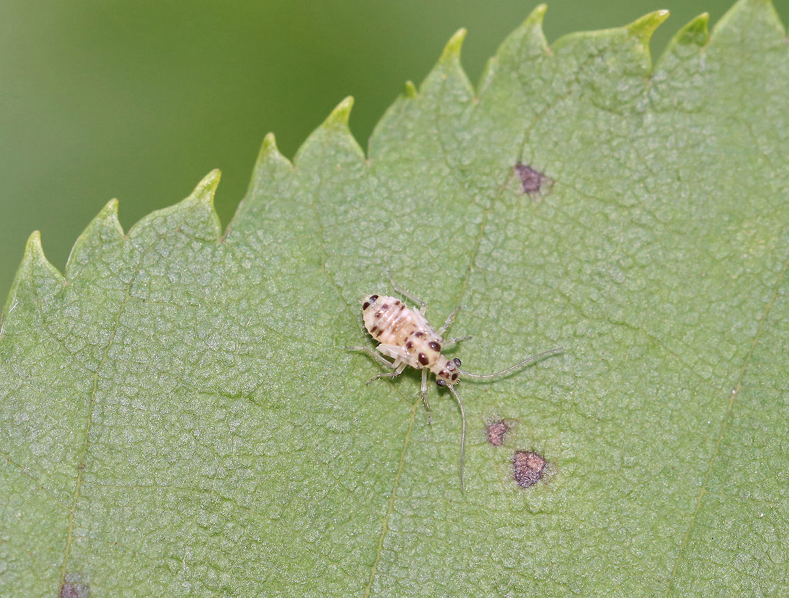 Teliapsocus conterminus (Nymph) *Tentative ID<br />
<br />
Habitat: On birch (Betula sp.); meadow edge Geotagged,Psocid,Psocidae,Summer,Teliapsocus,Teliapsocus conterminus,United States