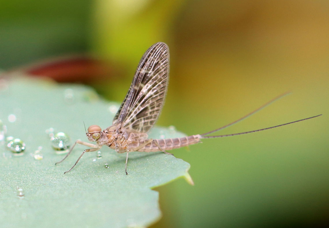 Mayfly (Male subimago) - Callibaetis ferrugineus ferrugineus Check out the eyes!<br />
<br />
Habitat: Resting on the edge of a small, woodland pond Baetidae,Callibaetis,Callibaetis ferrugineus,Callibaetis ferrugineus ferrugineus,Ephemeroptera,Geotagged,Summer,United States,mayfly,subimago