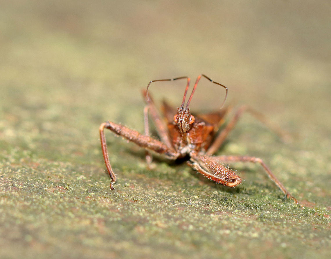Assassin Bug - Acholla multispinosa Habitat: Bog edge; mixed forest<br />
<figure class="photo"><a href="https://www.jungledragon.com/image/120590/assassin_bug_-_acholla_multispinosa.html" title="Assassin Bug - Acholla multispinosa"><img src="https://s3.amazonaws.com/media.jungledragon.com/images/3232/120590_thumb.jpg?AWSAccessKeyId=05GMT0V3GWVNE7GGM1R2&Expires=1767225610&Signature=six9VtyleQrS7kTJDcTf5HWoQp4%3D" width="200" height="158" alt="Assassin Bug - Acholla multispinosa Habitat: Bog edge; mixed forest<br />
https://www.jungledragon.com/image/120589/hemiptera_-_reduviidae_or_nabidae.html Acholla,Acholla multispinosa,Geotagged,Summer,United States,assassin bug,bug,hemiptera" /></a></figure> Acholla,Acholla multispinosa,Geotagged,Summer,United States,assassin bug,bug
