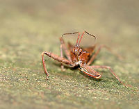 Assassin Bug - Acholla multispinosa Habitat: Bog edge; mixed forest<br />
https://www.jungledragon.com/image/120590/hemiptera_-_reduviidae_or_nabidae.html Acholla,Acholla multispinosa,Geotagged,Summer,United States,assassin bug,bug