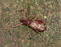 Assassin Bug - Acholla multispinosa Habitat: Bog edge; mixed forest<br />
https://www.jungledragon.com/image/120589/hemiptera_-_reduviidae_or_nabidae.html Acholla,Acholla multispinosa,Geotagged,Summer,United States,assassin bug,bug,hemiptera