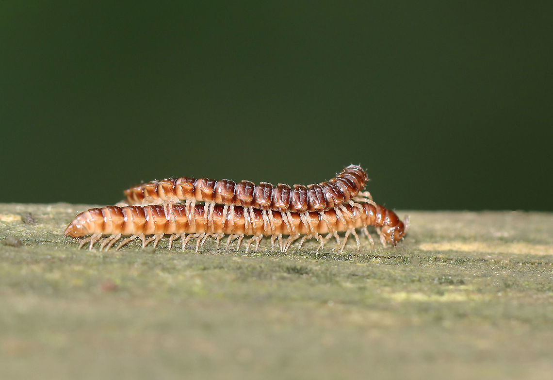 Millipedes - Oxidus gracilis There were several pairs of millipedes on this old foot bridge. They all appeared to be copulating.<br />
<br />
Habitat: Foot bridge crossing a bog; mixed forest Arthropoda,Diplopoda,Geotagged,Greenhouse millipede,Myriapoda,Oxidus gracilis,Summer,United States,millipede