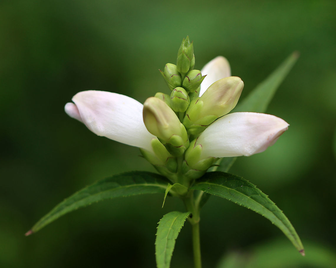 White Turtlehead - Chelone glabra Smooth plant with white, tubular, two-lipped flowers that resemble turtle heads. The flowers are arranged in tight, terminal clusters.<br />
<br />
This plant contains a bitter resin with glycosides. There are numerous insect species that feed on the plant, and they accumulate the plant's bitter compounds, which deters predation.<br />
<br />
Habitat: Mesic, mixed forest Chelone,Chelone glabra,Geotagged,Plantaginaceae,Summer,United States,White turtlehead