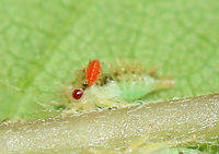 Mite on Treehopper Nymph From this observation:<br />
https://www.jungledragon.com/image/120647/treehopper_nymphs_-_publilia_concava.html<br />
<br />
Habitat: Asteraceae; mixed, mesic forest edge Geotagged,Summer,Trombidiformes,United States,mite,red mite