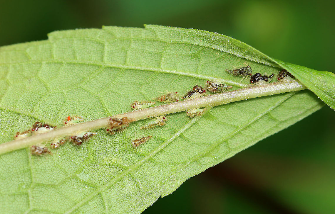 Treehopper Nymphs - Publilia concava These nymphs were in various stages of nymph-hood. One (top of midrib, to the left) had a red mite. They had an ant tending and guarding them, and it promptly bit me when I touched the leaf. Good job, ant.<br />
<br />
Habitat: Asteraceae; mixed, mesic forest edge<br />
<br />
<figure class="photo"><a href="https://www.jungledragon.com/image/120646/mite_on_treehopper_nymph.html" title="Mite on Treehopper Nymph"><img src="https://s3.amazonaws.com/media.jungledragon.com/images/3232/120646_thumb.jpg?AWSAccessKeyId=05GMT0V3GWVNE7GGM1R2&Expires=1759968010&Signature=rPPRx6QWcNC%2BH8fzDANLyXGbOFU%3D" width="200" height="142" alt="Mite on Treehopper Nymph From this observation:<br />
https://www.jungledragon.com/image/120647/treehopper_nymphs_-_publilia_concava.html<br />
<br />
Habitat: Asteraceae; mixed, mesic forest edge Geotagged,Summer,Trombidiformes,United States,mite,red mite" /></a></figure> Geotagged,Publilia,Publilia concava,Summer,United States,nymphs,treehopper,treehopper nymphs