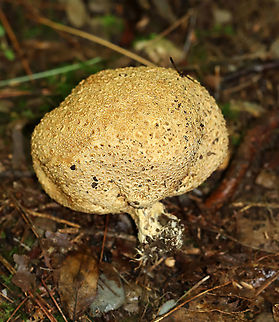 Pigskin Poison Puffball - Scleroderma citrinum Scaly, hard, yellowish-brown puffball. Inside, the spore mass was mostly black with a gooey, brown area.

Habitat: Growing on the ground at the edge of a mixed forest
https://www.jungledragon.com/image/120649/pigskin_poison_puffball_-_scleroderma_citrinum.html
https://www.jungledragon.com/image/120652/pigskin_poison_puffball_-_scleroderma_citrinum.html
https://www.jungledragon.com/image/120651/pigskin_poison_puffball_-_scleroderma_citrinum.html
https://www.jungledragon.com/image/120650/pigskin_poison_puffball_-_scleroderma_citrinum.html Common Earthball,Geotagged,Scleroderma,Scleroderma citrinum,Summer,United States,earthball,pigskin poison puffball,puffball