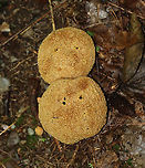 Pigskin Poison Puffball - Scleroderma citrinum Scaly, hard, yellowish-brown puffball. Inside, the spore mass was mostly black with a gooey, brown area.<br />
<br />
Habitat: Growing on the ground at the edge of a mixed forest<br />
https://www.jungledragon.com/image/120649/pigskin_poison_puffball_-_scleroderma_citrinum.html<br />
https://www.jungledragon.com/image/120652/pigskin_poison_puffball_-_scleroderma_citrinum.html<br />
https://www.jungledragon.com/image/120651/pigskin_poison_puffball_-_scleroderma_citrinum.html<br />
https://www.jungledragon.com/image/120650/pigskin_poison_puffball_-_scleroderma_citrinum.html Common Earthball,Geotagged,Scleroderma citrinum,Summer,United States