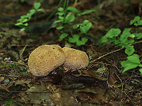 Pigskin Poison Puffball - Scleroderma citrinum Scaly, hard, yellowish-brown puffball. Inside, the spore mass was mostly black with a gooey, brown area.<br />
<br />
Habitat: Growing on the ground at the edge of a mixed forest<br />
https://www.jungledragon.com/image/120649/pigskin_poison_puffball_-_scleroderma_citrinum.html<br />
https://www.jungledragon.com/image/120652/pigskin_poison_puffball_-_scleroderma_citrinum.html<br />
https://www.jungledragon.com/image/120651/pigskin_poison_puffball_-_scleroderma_citrinum.html<br />
https://www.jungledragon.com/image/120650/pigskin_poison_puffball_-_scleroderma_citrinum.html Common Earthball,Geotagged,Scleroderma citrinum,Summer,United States
