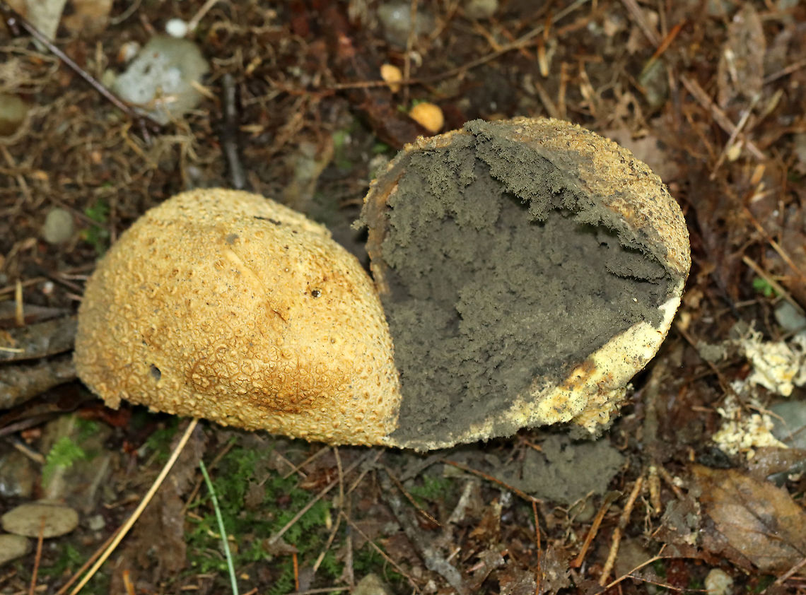 Pigskin Poison Puffball - Scleroderma citrinum Scaly, hard, yellowish-brown puffball. Inside, the spore mass was mostly black with a gooey, brown area.<br />
<br />
Habitat: Growing on the ground at the edge of a mixed forest<br />
<figure class="photo"><a href="https://www.jungledragon.com/image/120649/pigskin_poison_puffball_-_scleroderma_citrinum.html" title="Pigskin Poison Puffball - Scleroderma citrinum"><img src="https://s3.amazonaws.com/media.jungledragon.com/images/3232/120649_thumb.jpg?AWSAccessKeyId=05GMT0V3GWVNE7GGM1R2&Expires=1770854410&Signature=xQLJFs1vhLlU3IDklhut9muZ6iU%3D" width="132" height="152" alt="Pigskin Poison Puffball - Scleroderma citrinum Scaly, hard, yellowish-brown puffball. Inside, the spore mass was mostly black with a gooey, brown area.<br />
<br />
Habitat: Growing on the ground at the edge of a mixed forest<br />
https://www.jungledragon.com/image/120649/pigskin_poison_puffball_-_scleroderma_citrinum.html<br />
https://www.jungledragon.com/image/120652/pigskin_poison_puffball_-_scleroderma_citrinum.html<br />
https://www.jungledragon.com/image/120651/pigskin_poison_puffball_-_scleroderma_citrinum.html<br />
https://www.jungledragon.com/image/120650/pigskin_poison_puffball_-_scleroderma_citrinum.html Common Earthball,Geotagged,Scleroderma,Scleroderma citrinum,Summer,United States,earthball,pigskin poison puffball,puffball" /></a></figure><br />
<figure class="photo"><a href="https://www.jungledragon.com/image/120652/pigskin_poison_puffball_-_scleroderma_citrinum.html" title="Pigskin Poison Puffball - Scleroderma citrinum"><img src="https://s3.amazonaws.com/media.jungledragon.com/images/3232/120652_thumb.jpg?AWSAccessKeyId=05GMT0V3GWVNE7GGM1R2&Expires=1770854410&Signature=NSfyMIhBgGoJU0cCRGEzblAVyyg%3D" width="200" height="148" alt="Pigskin Poison Puffball - Scleroderma citrinum Scaly, hard, yellowish-brown puffball. Inside, the spore mass was mostly black with a gooey, brown area.<br />
<br />
Habitat: Growing on the ground at the edge of a mixed forest<br />
https://www.jungledragon.com/image/120649/pigskin_poison_puffball_-_scleroderma_citrinum.html<br />
https://www.jungledragon.com/image/120652/pigskin_poison_puffball_-_scleroderma_citrinum.html<br />
https://www.jungledragon.com/image/120651/pigskin_poison_puffball_-_scleroderma_citrinum.html<br />
https://www.jungledragon.com/image/120650/pigskin_poison_puffball_-_scleroderma_citrinum.html Common Earthball,Geotagged,Scleroderma citrinum,Summer,United States" /></a></figure><br />
<figure class="photo"><a href="https://www.jungledragon.com/image/120651/pigskin_poison_puffball_-_scleroderma_citrinum.html" title="Pigskin Poison Puffball - Scleroderma citrinum"><img src="https://s3.amazonaws.com/media.jungledragon.com/images/3232/120651_thumb.jpg?AWSAccessKeyId=05GMT0V3GWVNE7GGM1R2&Expires=1770854410&Signature=Mue3qMqZsYBQDHnuxHq35FcbcpQ%3D" width="200" height="150" alt="Pigskin Poison Puffball - Scleroderma citrinum Scaly, hard, yellowish-brown puffball. Inside, the spore mass was mostly black with a gooey, brown area.<br />
<br />
Habitat: Growing on the ground at the edge of a mixed forest<br />
https://www.jungledragon.com/image/120649/pigskin_poison_puffball_-_scleroderma_citrinum.html<br />
https://www.jungledragon.com/image/120652/pigskin_poison_puffball_-_scleroderma_citrinum.html<br />
https://www.jungledragon.com/image/120651/pigskin_poison_puffball_-_scleroderma_citrinum.html<br />
https://www.jungledragon.com/image/120650/pigskin_poison_puffball_-_scleroderma_citrinum.html Common Earthball,Geotagged,Scleroderma citrinum,Summer,United States" /></a></figure><br />
<figure class="photo"><a href="https://www.jungledragon.com/image/120650/pigskin_poison_puffball_-_scleroderma_citrinum.html" title="Pigskin Poison Puffball - Scleroderma citrinum"><img src="https://s3.amazonaws.com/media.jungledragon.com/images/3232/120650_thumb.jpg?AWSAccessKeyId=05GMT0V3GWVNE7GGM1R2&Expires=1770854410&Signature=mE5CSZn2Q9UzItNnOt0UohtDaH0%3D" width="132" height="152" alt="Pigskin Poison Puffball - Scleroderma citrinum Scaly, hard, yellowish-brown puffball. Inside, the spore mass was mostly black with a gooey, brown area.<br />
<br />
Habitat: Growing on the ground at the edge of a mixed forest<br />
https://www.jungledragon.com/image/120649/pigskin_poison_puffball_-_scleroderma_citrinum.html<br />
https://www.jungledragon.com/image/120652/pigskin_poison_puffball_-_scleroderma_citrinum.html<br />
https://www.jungledragon.com/image/120651/pigskin_poison_puffball_-_scleroderma_citrinum.html<br />
https://www.jungledragon.com/image/120650/pigskin_poison_puffball_-_scleroderma_citrinum.html Common Earthball,Geotagged,Scleroderma citrinum,Summer,United States" /></a></figure> Common Earthball,Geotagged,Scleroderma citrinum,Summer,United States