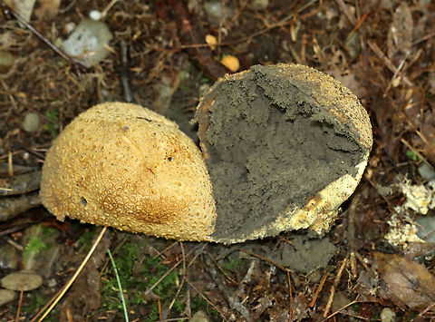 Pigskin Poison Puffball - Scleroderma citrinum Scaly, hard, yellowish-brown puffball. Inside, the spore mass was mostly black with a gooey, brown area.

Habitat: Growing on the ground at the edge of a mixed forest
https://www.jungledragon.com/image/120649/pigskin_poison_puffball_-_scleroderma_citrinum.html
https://www.jungledragon.com/image/120652/pigskin_poison_puffball_-_scleroderma_citrinum.html
https://www.jungledragon.com/image/120651/pigskin_poison_puffball_-_scleroderma_citrinum.html
https://www.jungledragon.com/image/120650/pigskin_poison_puffball_-_scleroderma_citrinum.html Common Earthball,Geotagged,Scleroderma citrinum,Summer,United States